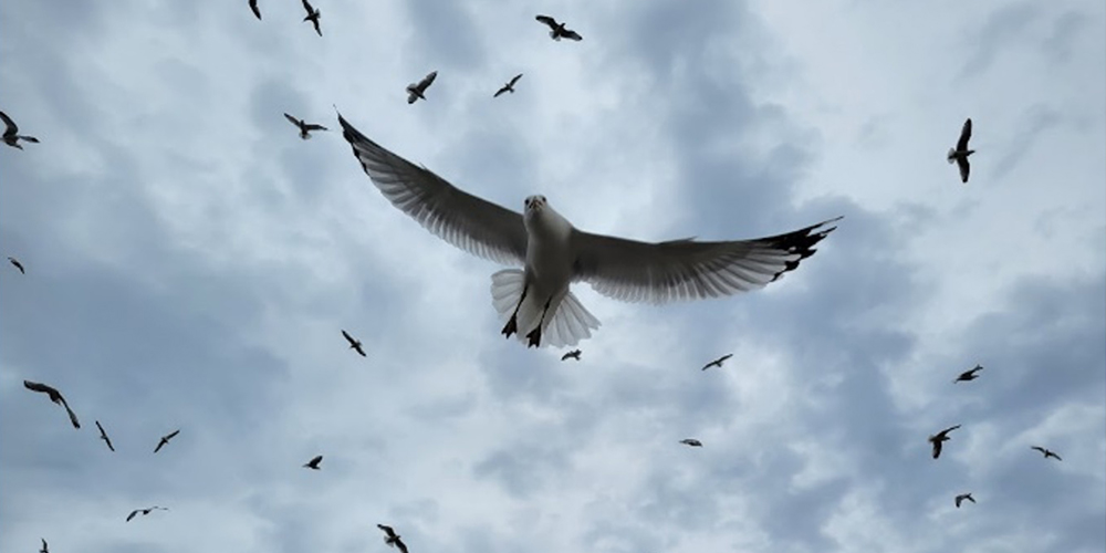 Wild Goose Chase tweet media