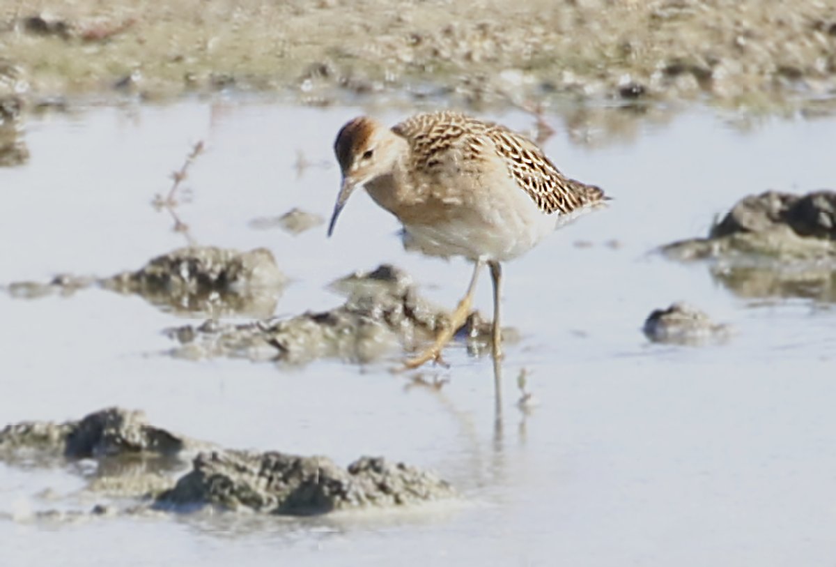 Here are some pics I have taken over the last few days. Still struggling and can't walk far without running out of breath. These were taken after a gentle walk at Oare. This is a Ruff plodding through the mud on it's long legs!
Enjoy!
<a href="/Natures_Voice/">RSPB</a>  <a href="/KentWildlife/">Kent Wildlife Trust</a> <a href="/NatureUK/">NatureUK</a>