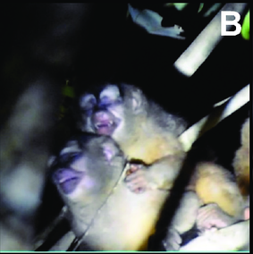 Millipede Lab tweet media