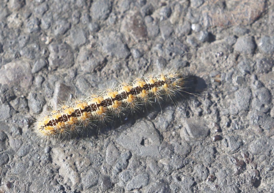Here are some pics I have taken over the last few days. Still struggling and can't walk far without running out of breath. These were taken after a gentle walk at Oare. I nearly trod on this beautiful caterpillar - It's a Reed Dagger
Enjoy!
<a href="/Natures_Voice/">RSPB</a>  <a href="/KentWildlife/">Kent Wildlife Trust</a> <a href="/NatureUK/">NatureUK</a>