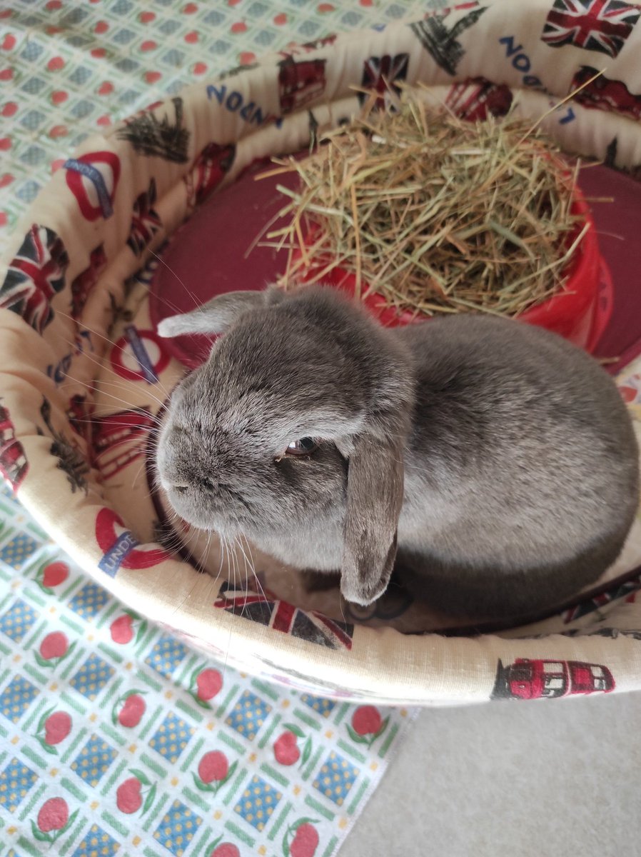 la_grancontessa's tweet image. Nelle nostre anime resterai immortale, saremo sempre con te mentre corri libero verso nuovi orizzonti.
Manchi Lino ❤️
17/04/2024 - 17/09/2024

#merlino #bunny #arietenano #coniglioariete #forever #missyou