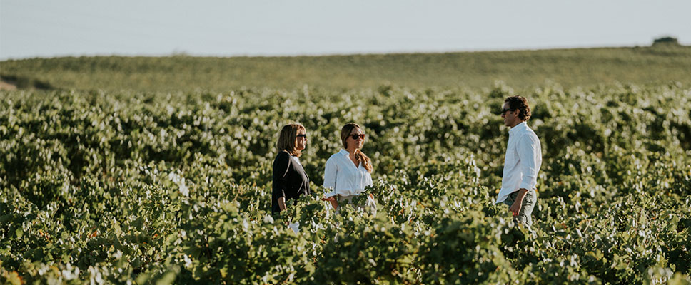 Bodegas José Pariente, Bodegas Prieto Pariente y A Vilerma se unen para ofrecer una experiencia única que abarca todos sus proyectos vinícolas. Descubre los nuevos vinos de la bodega 👉 i.mtr.cool/dhvrlmmncm