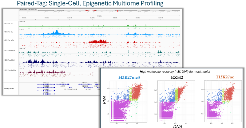 EpigenomeTech's tweet photo. 🧬 Revolutionize your single-cell studies with Paired-Tag!  

Track RNA &amp; epigenetic changes in individual cells.   

Study differentiation, aging, and disease—without cell sorting!

Gain deeper insights into gene regulation.  https://t.co/beJ4EazxhH 
#Epigenetics #Multiomics