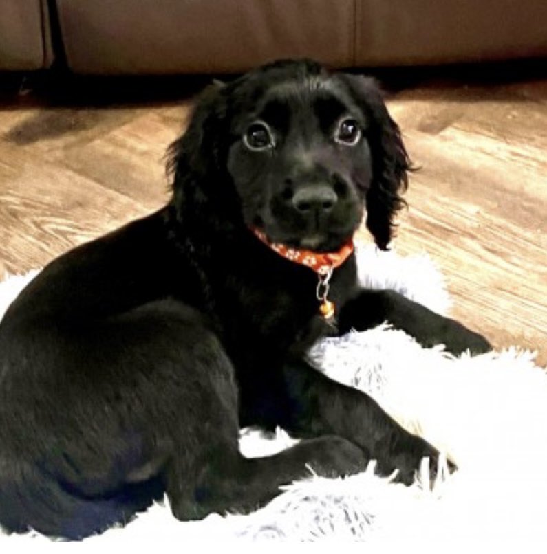 rosieDoc2's tweet photo. SASSY - URGENT SHARES - she will be so scared 
🚨12WEEK OLD PUPPY LOST🚨
#COMBEHAVENHOLIDAYPARK #STLEONARDS ON SEA #TN38 
14/9/24 
BLACK / PUPPY #CockerSpaniel 
https://t.co/NFDSpmV8B4
@StLeonardsOnSea @juliagarland73 @BitofDecorum @ruthwill64 @JacquiSaid @qu1ncey @muddypawscrime https://t.co/If2fIHUZpR