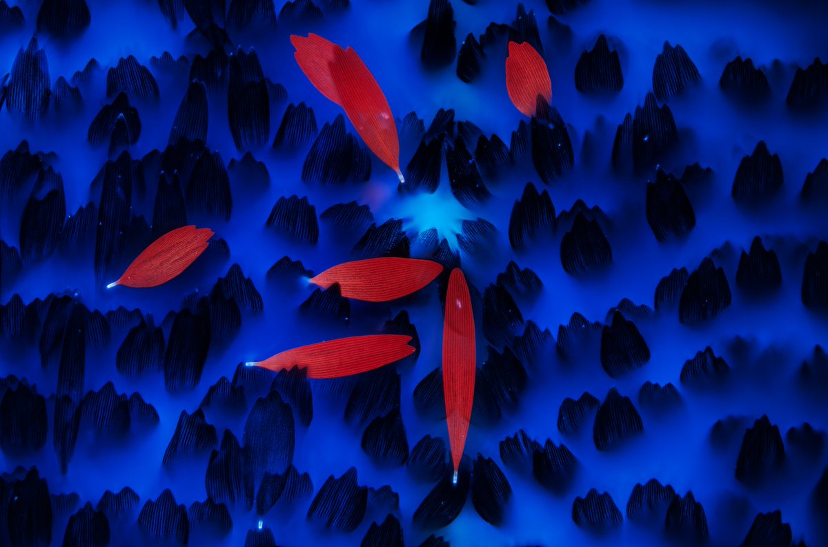 This incredible close-up of Cinnabar moth wing scales uses UV light to highlight the insect’s fluorescent red scales, evoking the look of koi fish floating in a pond.

📷 by ’24 Art of Nature Finalist David Maitland
