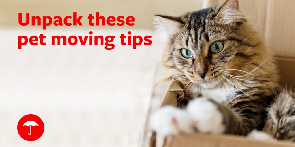 provalueins's tweet image. Getting ready to move? These tips from #Travelers can help make the transition easier on your pet tkpl.us/o4pgi