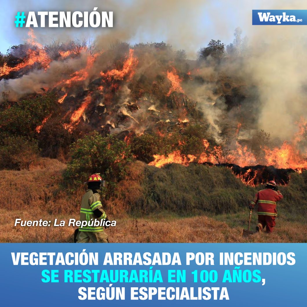 🚨No seríamos testigos de la restauración de bosques. Según Katy Carrillo, especialista de la ONG Naturaleza y Cultura Internacional, los bosques y áreas dañadas por los incendios forestales que azotan el país se restaurarían en unos 100 años.

🗣️Agregó que la recuperación va a
