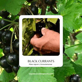 S4SMediaGroup's tweet photo. The Power of Black Currants ✨🌱
Black currants are rich in antioxidants. The anthocyanins in black currants may also improve blood flow in the eyes. Outside of being delicious Black currants are a powerhouse of nutrients and phytochemicals.

#BlackCurrants    
#Superfoods https://t.co/ZEHJhV1zCC