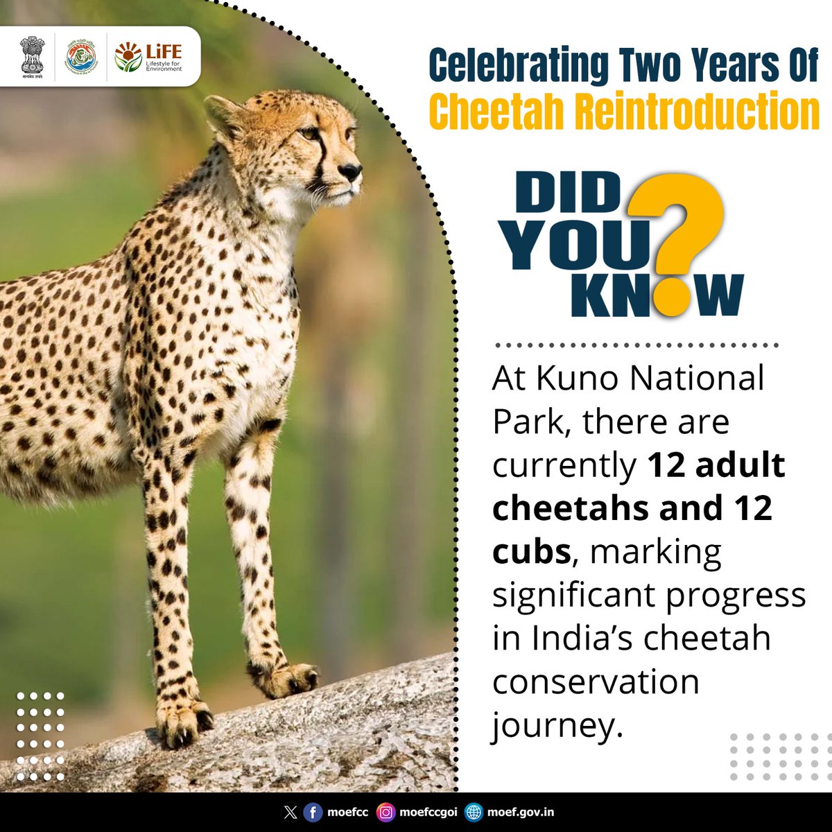 blwvaranasi's tweet photo. #DYK?
#TwoYearsOfCheetahs https://t.co/2ZI7OnKLcx