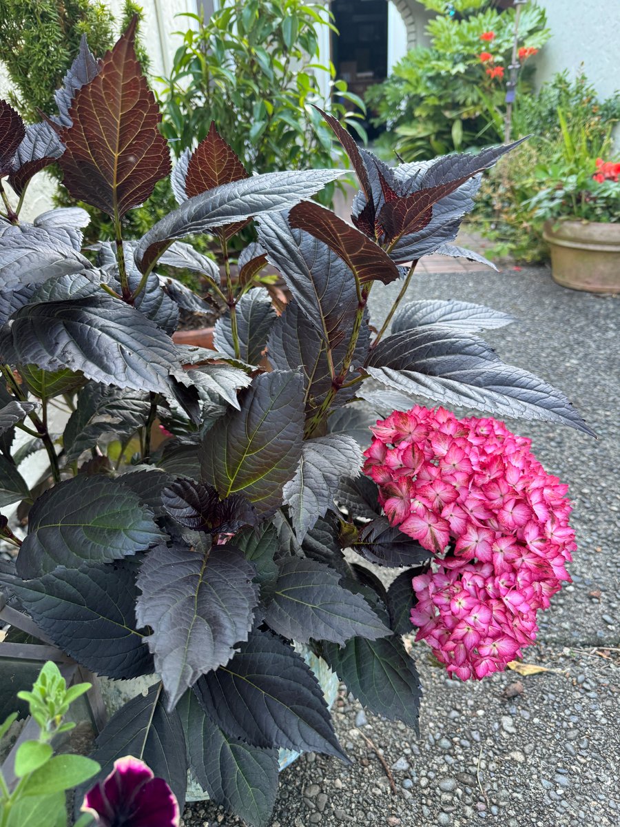 The new Hydrangea 'Eclipse' (Bailmacsevem) another amazing Hydrangea.  Had to have it because of the beautiful dark purple leaves but the BLOOMS?  Wow.   The black coloring in the flower does fade out as it ages but so cool.   I have one that is in more sun the leaf is greener.