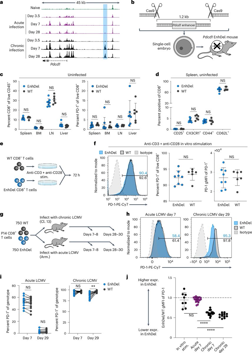 Waggoner Lab (@labwaggoner) on Twitter photo Epigenetic regulation of PD-1 in mice via exhausted CD8 T cell restricted deletion of enhancer creating a ‘sweet spot’ of intermediate PD-1 expression enabling optimal T cell function for control of chronic infection <a href="/DebattamaSen/">Debattama Sen</a> <a href="/NatImmunol/">Nature Immunology</a>
nature.com/articles/s4159… Epigenetic regulation of PD-1 in mice via exhausted CD8 T cell restricted deletion of enhancer creating a ‘sweet spot’ of intermediate PD-1 expression enabling optimal T cell function for control of chronic infection <a href="/DebattamaSen/">Debattama Sen</a> <a href="/NatImmunol/">Nature Immunology</a>
nature.com/articles/s4159…