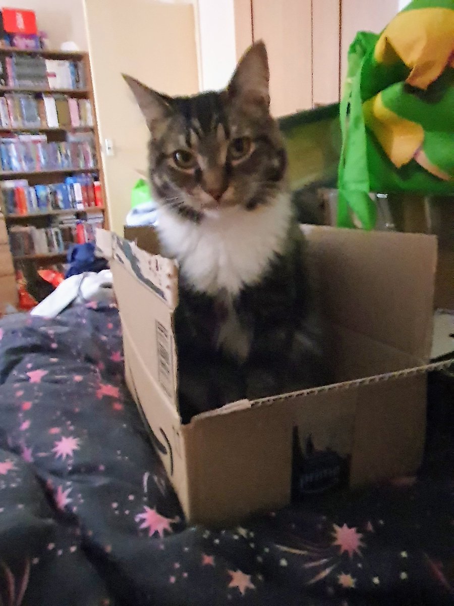 Omg I feel sick, this is woody my cat. He got out a year ago and all this time I thought he was dead. He has been hit by a car has a broken leg and a hernia. I may have to make a difficult decision so  please please please pray for my boy #catsoftwitter