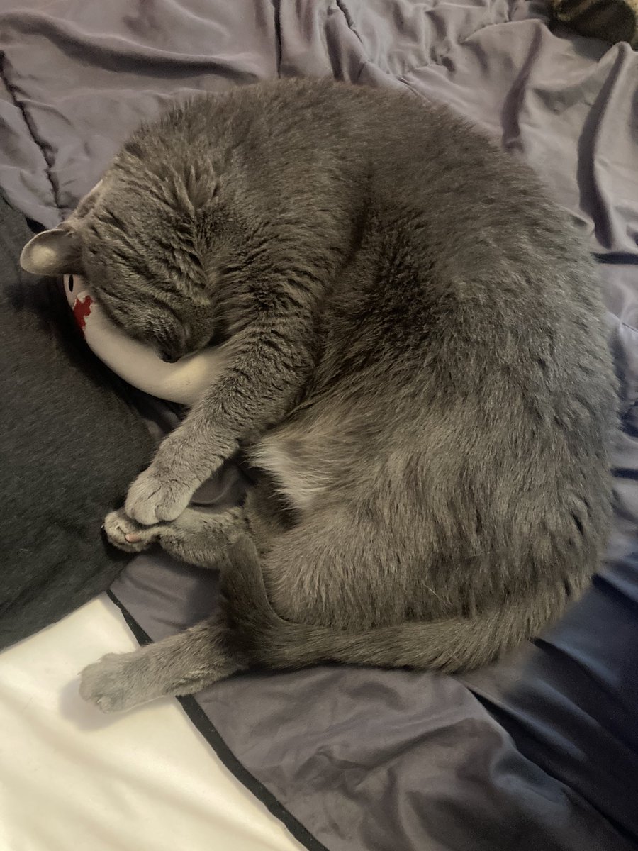 fedoratheodora's tweet photo. Sharky makes a comfy pillow. https://t.co/uurpXXgd28