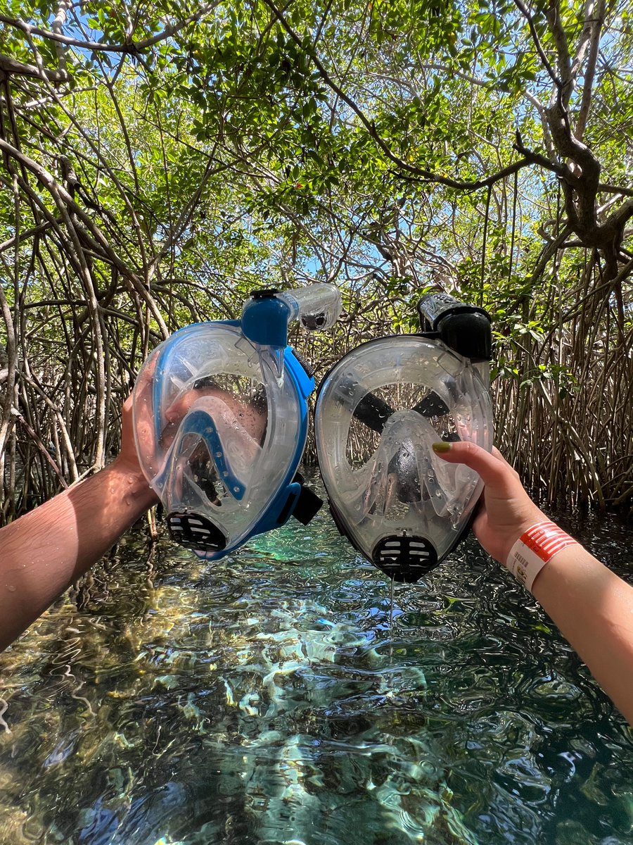 Al hacer snorkel en el río podrás maravillarte con los manglares, estos sirven de hogar y refugio para numerosas especies. 🐠 💦  
¡Así que disfruta de este bello momento en la  #MaravillaNatural! 🤿
