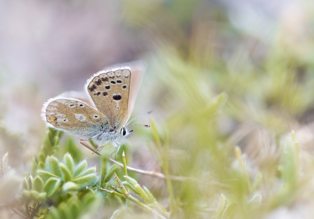 Alex Perry tweet media