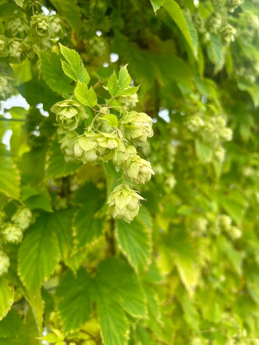 Today was our annual green hop brew day - brewed with fresh English hops. Two varieties - one we grew ourselves and the other from a local city farm. Brewery smelling amazing as we prepared them for the brew - looking forward to trying this one soon 👀💚🍺