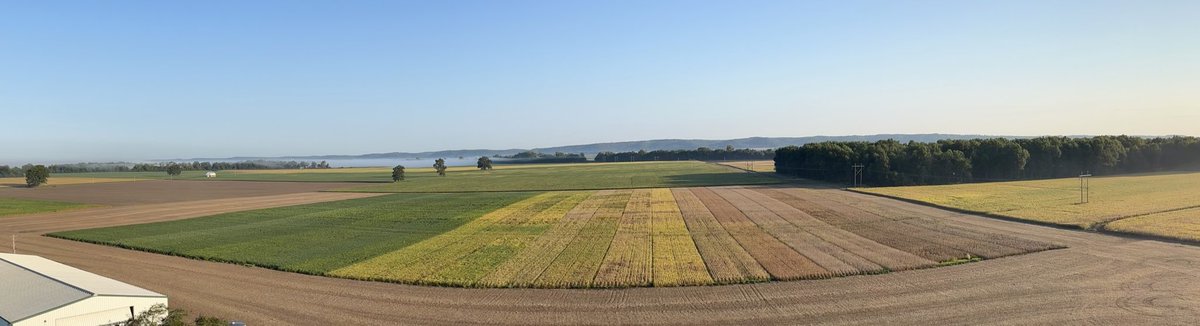 Sarah Dintelmann Wagner tweet media