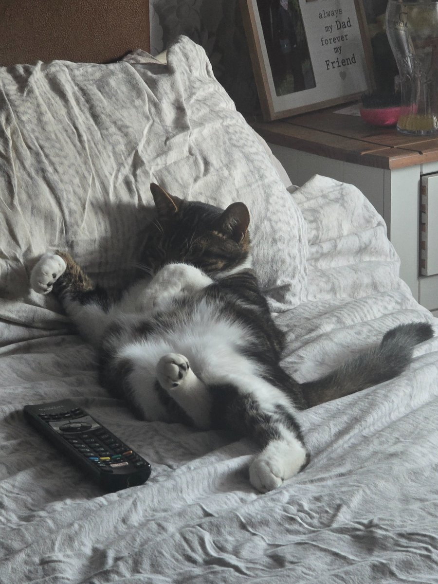 Look how Mums found Mr T!! 🤣🤣🐾❤️