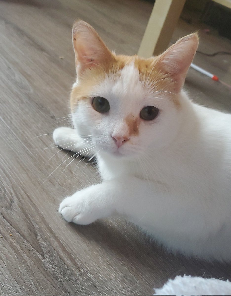 Everyone say happy birthday and gotcha day to Garbonzo