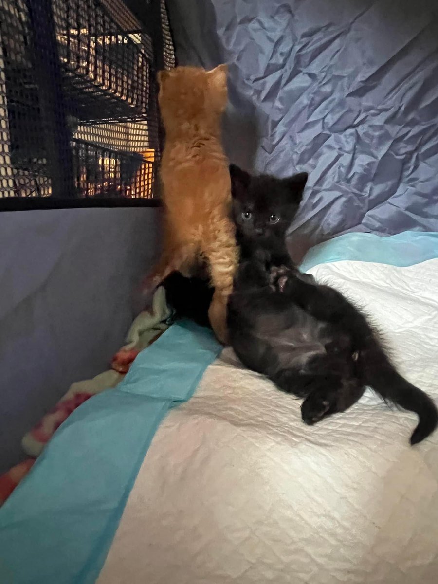 SoftSide1's tweet photo. These three Halloween-colored kitten babies 🧡🖤 plus two more siblings need a foster home through October 24th. They’re eating on their own and working on figuring out that litter box thing. Can you help? Please RT, or contact Breakfast Club Cats (Bmore) - link in replies! 1/ https://t.co/EtMg0FkNPJ