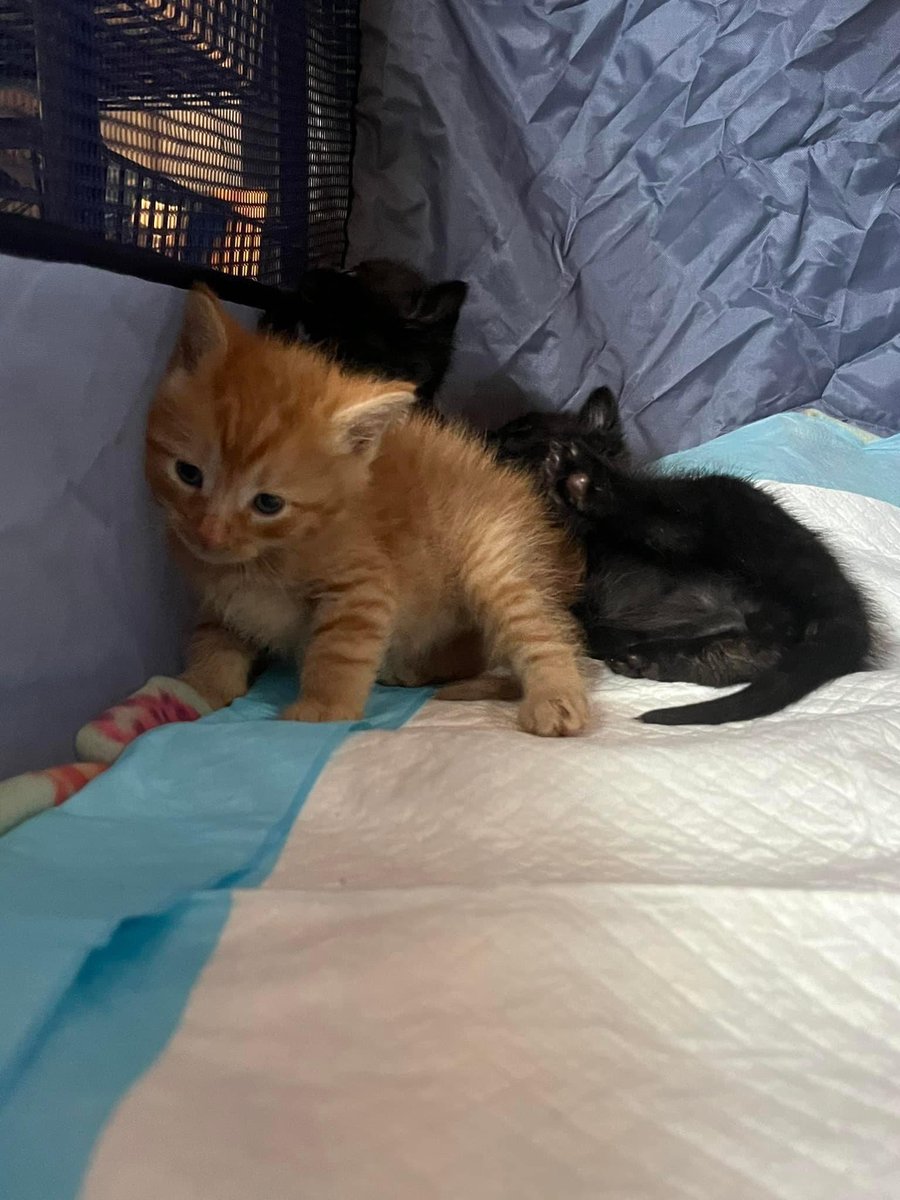 These three Halloween-colored kitten babies 🧡🖤 plus two more siblings need a foster home through October 24th. They’re eating on their own and working on figuring out that litter box thing. Can you help? Please RT, or contact Breakfast Club Cats (Bmore) - link in replies! 1/