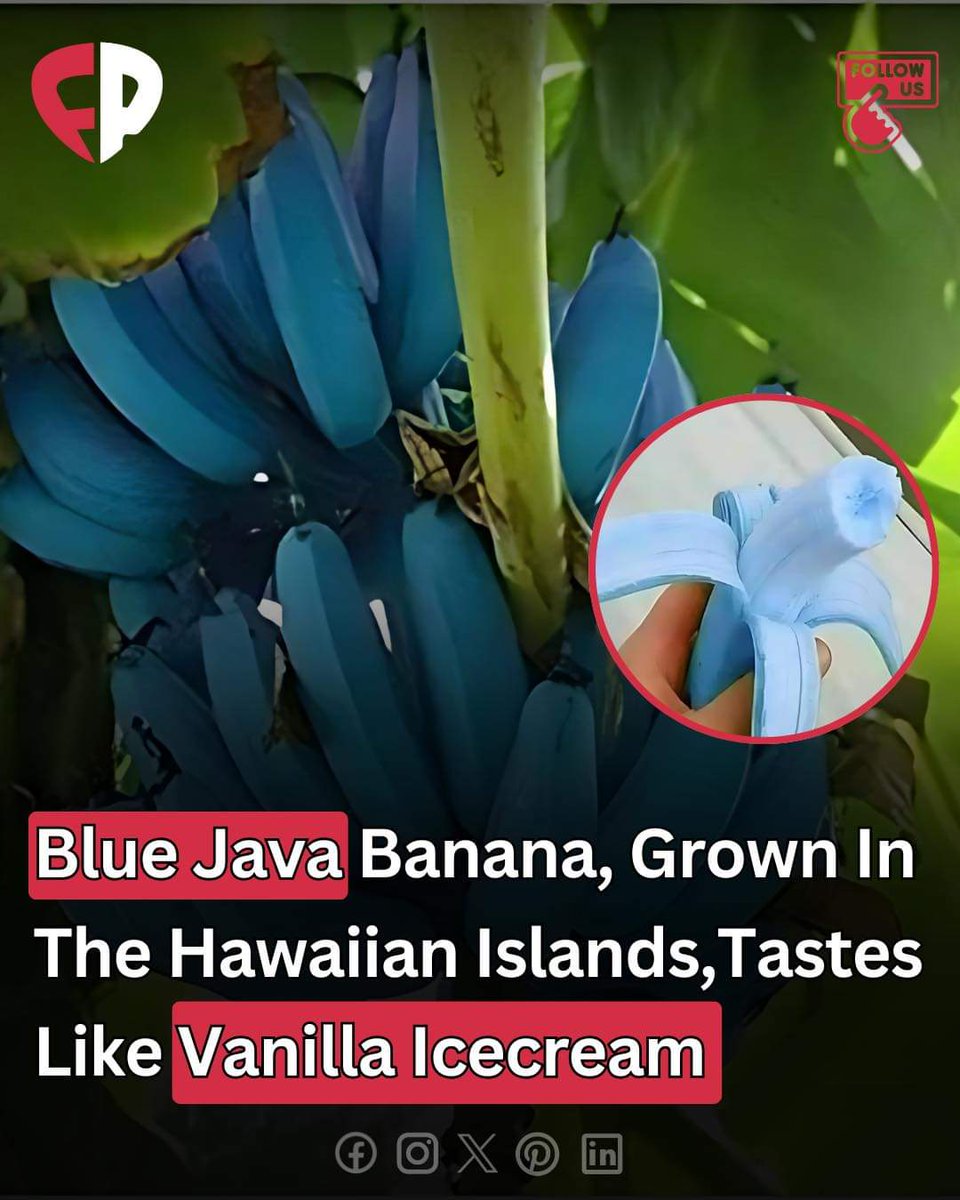faty_345's tweet photo. The Blue Java banana, cultivated in Hawaii, is known for its unique vanilla ice cream flavor. This rare fruit offers a creamy taste and texture that’s reminiscent of the popular dessert.
#BlueJavaBanana #HawaiianFruit #VanillaFlavor #UniqueTaste #FoodieFinds https://t.co/Qx0lNGxhQy
