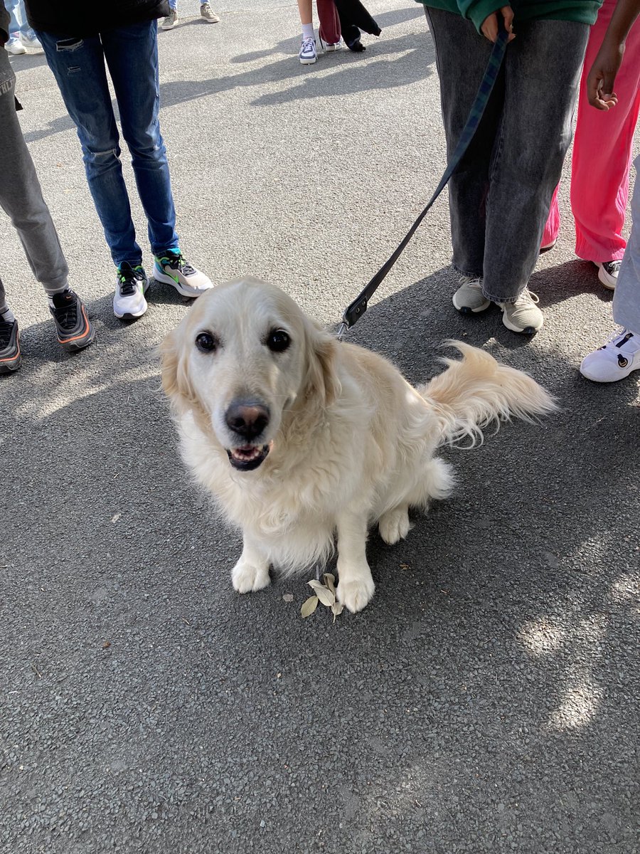 Choupa et Nolly, les chiens visiteurs ont fait leur rentrée au collège.
# médiation canine
# lutte contre le décrochage scolaire
<a href="/DSDEN79/">DSDEN Deux-Sèvres</a> 
<a href="/CARDIE_Poitiers/">CARDIE Poitiers</a> 
<a href="/s_chabeaudie/">Chabeaudie Sandrine</a>