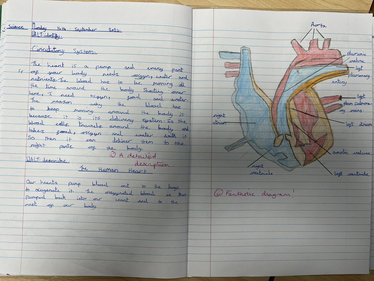 A great start to the year for our Y6 Crew. They have enthusiastically taken on their role as Parliament Leaders. As scientists, we have been learning about the circulatory system; I’m so impressed with this work by Alicia and Molly!