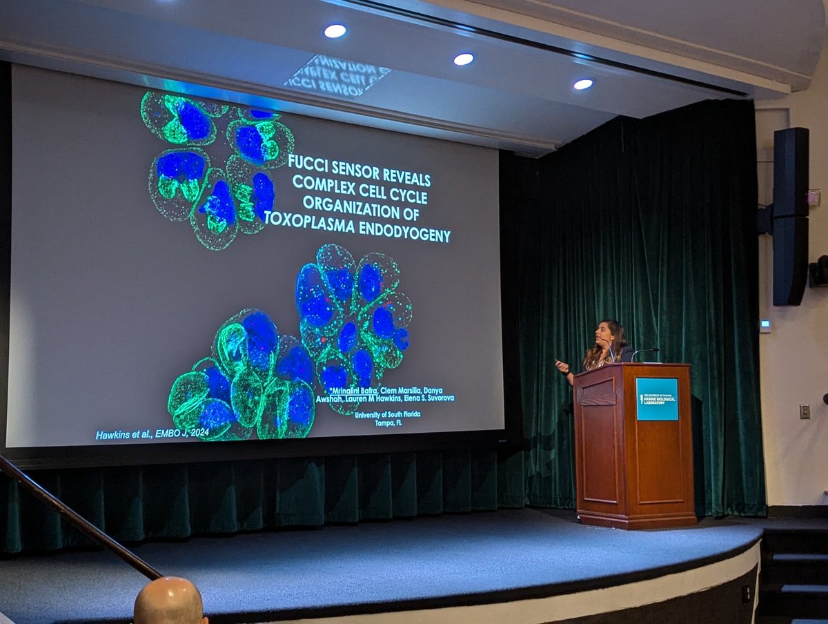 PEERs in Parasitology (PiP) (@piparasitology) on Twitter photo Session VIII: Ready, Set, Go! Starts with Dr. Mrinalini Batra from Dr. Elena S
Suvorova at University of South Florida talking about their FUCCI Sensor for Toxoplasma Cell Cycle #MPM2024 <a href="/parasitesrule/">parasitesrule</a> Session VIII: Ready, Set, Go! Starts with Dr. Mrinalini Batra from Dr. Elena S
Suvorova at University of South Florida talking about their FUCCI Sensor for Toxoplasma Cell Cycle #MPM2024 <a href="/parasitesrule/">parasitesrule</a>