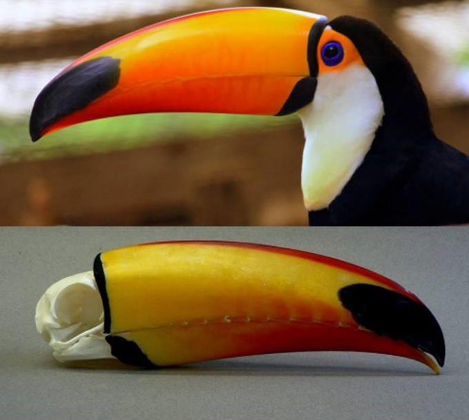 Rainmaker1973's tweet photo. The size of a toucan's beak compared to the rest of it's skull https://t.co/Z73a3sHF3s