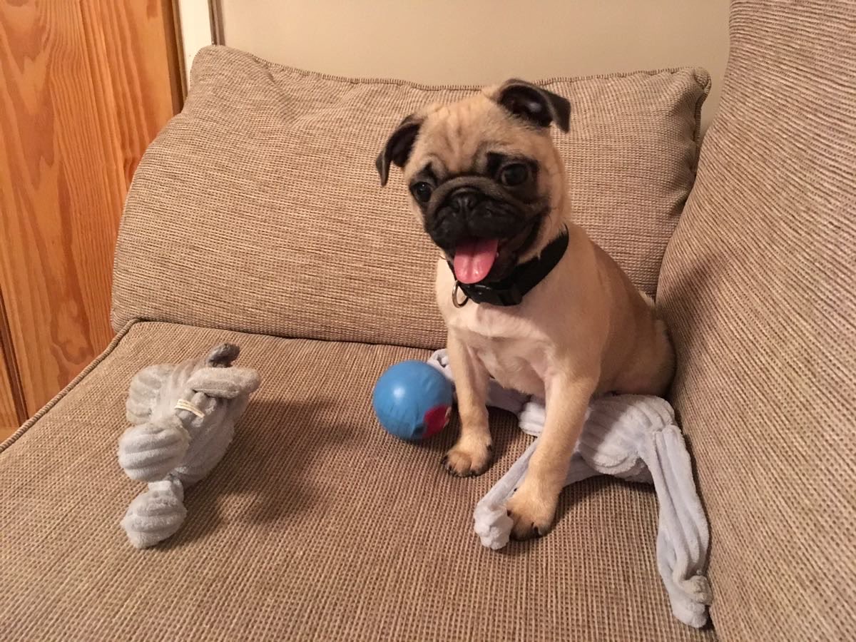 Yes, I once looked like this....then my floof appeared....and eight years passed. Please wish me a very happy birthday. 😬🫣🍰🧁