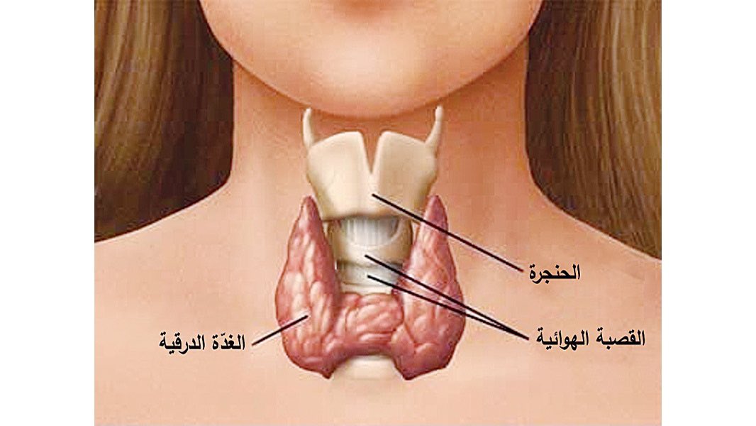 B_of_Knowledge's tweet photo. الغدة التي تنظم معدل ضربات القلب هي "الغدة الدرقية". 

تقع الغدة الدرقية في الرقبة وتفرز هرمونات ت��ثر على العديد من وظائف الجسم، بما في ذلك معدل ضربات القلب. إذا زادت الغدة الدرقية في إفراز هرموناتها، يمكن أن يؤدي ذلك إلى تسارع في نبضات القلب، وهي حالة تعرف بفرط نشاط الغدة الدرقية. بالمقابل، انخفاض إفراز هرمونات الغدة الدرقية يؤدي إلى بطء ضربات القلب، وهو ما يسمى بقصور الغدة الدرقية.