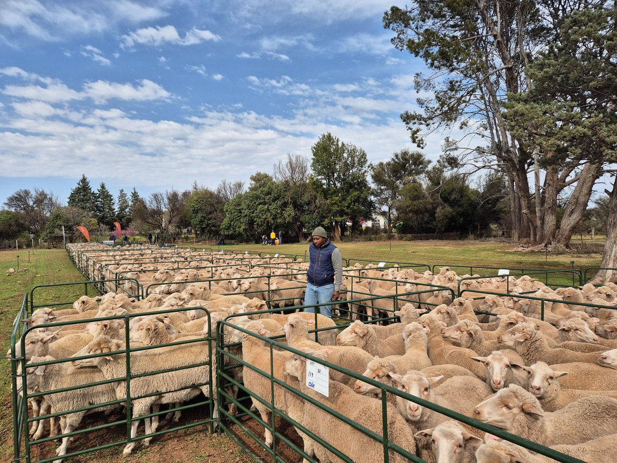 R50,000 top priced ram at Vrolikskraal Konsortium Merino sale today in Hofmeyr. Ewes R2350