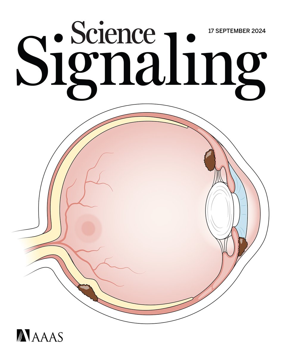 Researchers reveal how a cancer stem cell marker promotes the invasiveness and metastasis of gastric cancer, a new Review explores the role of aberrant GPCR signaling pathways in rare forms of melanoma, and more this week in #ScienceSignaling. scim.ag/8lu