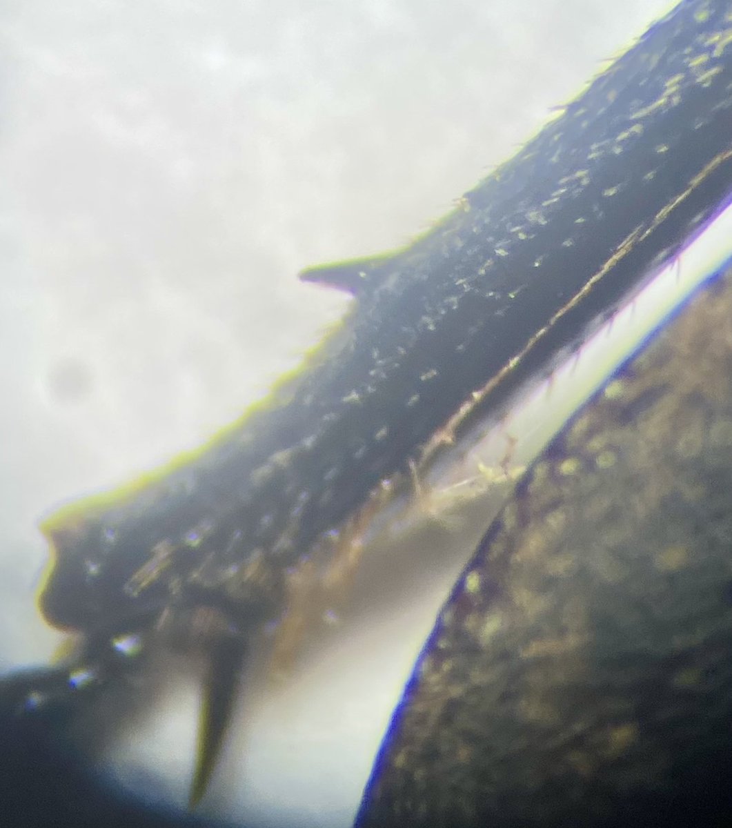 Adrian Dutton (@tbeetles) on Twitter photo Iโve been particularly unobservant for several decades and only just noticed this rather large spine on the rear tibia of a relatively common beetle. Give yourself a pat on the back if you can name it! <a href="/ColSocBI/">Coleopterists Society of Britain and Ireland</a> Iโve been particularly unobservant for several decades and only just noticed this rather large spine on the rear tibia of a relatively common beetle. Give yourself a pat on the back if you can name it! <a href="/ColSocBI/">Coleopterists Society of Britain and Ireland</a>