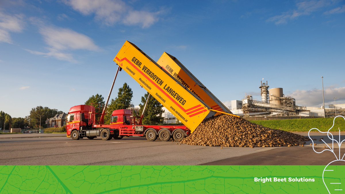 De campagne is weer begonnen. Na een uitdagend teeltseizoen zijn de eerste suikerbieten vandaag aangekomen bij onze fabrieken. Naar verwachting gaat het om een totaalopbrengst van 7.1 miljoen ton bieten, en dat levert 13 ton suiker per hectare op.