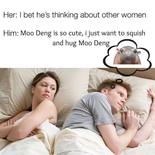 MooDengSOL's tweet image. 💗🦛💗Moo Deng on my mind 💗🦛💗

#moodeng #หมูเด้ง