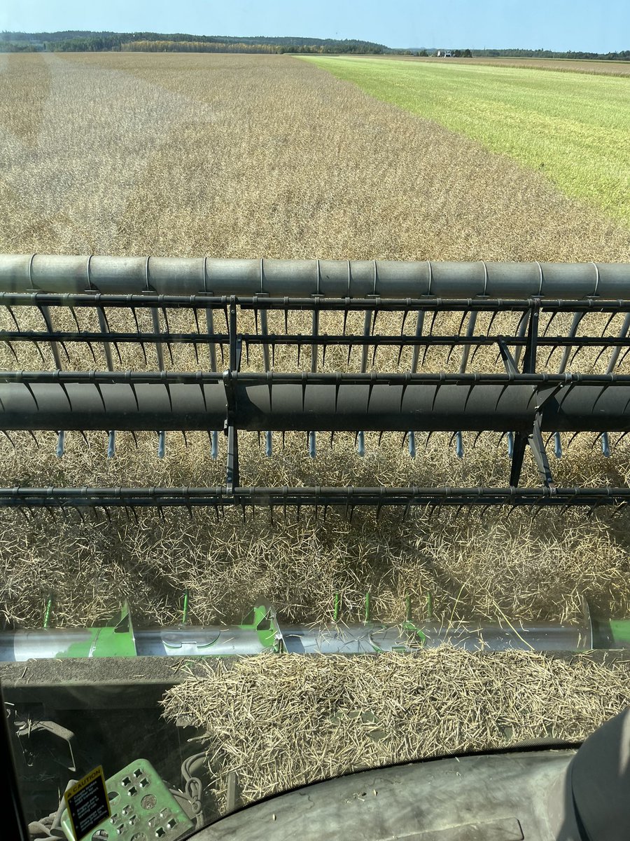 Winter canola growers- what are your questions for producers with experience harvesting canola?? What do you need to know?