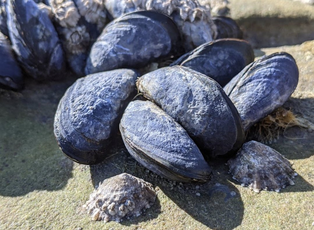 Congrats to our Sarah Bollina on her first PhD presentation at #EMBS57 in beautiful Napoli🌊👏 She shared how microbial endoliths protect mussels from heat waves. Amazing job! #MarineScience #NaplesVibes"
<a href="/univ_lille/">Université de Lille</a> <a href="/LOG_labo/">Laboratoire d’Océanologie et de Géosciences</a> <a href="/RechercheUlille/">Recherche - Université de Lille</a> <a href="/hautsdefrance/">Région Hauts-de-France</a> <a href="/ED_SMRE/">Ecole Graduée SMRE</a> <a href="/UMR_BOREA/">Laboratoire BOREA</a>