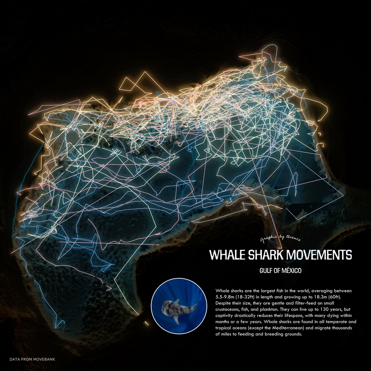 terence (@researchremora) on Twitter photo Whale shark movements in the Gulf of México. Would love to see one of these majestic creatures the next time I go diving.
#rayshader adventures, an #rstats tale Whale shark movements in the Gulf of México. Would love to see one of these majestic creatures the next time I go diving.
#rayshader adventures, an #rstats tale