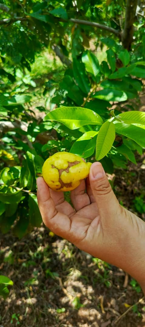 Desde el Complejo Habitacional Ezequiel Zamora apoyamos a Juan Gómez en su espacio agrourbano 🌽🥬. Le brindamos asesoría sobre el control de plagas y celebramos su esfuerzo. ¡Seguimos impulsando la producción local! 🚜💚 #AgriculturaUrbana #CojedesProductivo