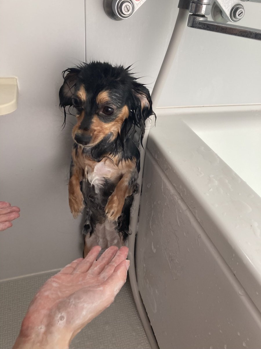 🫘チワックスのあずきとぱんな (@a_ch718) / Posts / X