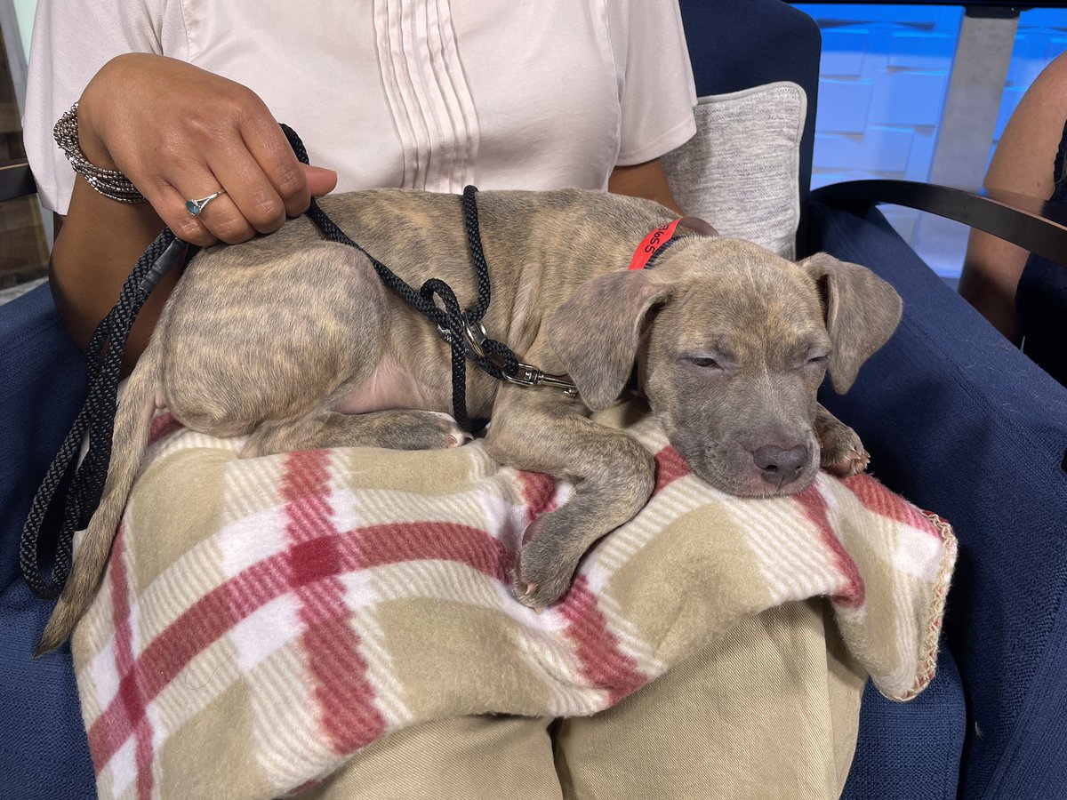 Montse Ricossa (@montsericossa) on Twitter photo What a perfect little assistant! Zara helped with the forecast while we helped her look for her furever home 🐾
Que asistente tan perfecta! Zara me ayudó con el pronóstico mientras le ayudamos a encontrar su hogar permanente! <a href="/WiscHumane/">Wisconsin Humane Society</a> What a perfect little assistant! Zara helped with the forecast while we helped her look for her furever home 🐾
Que asistente tan perfecta! Zara me ayudó con el pronóstico mientras le ayudamos a encontrar su hogar permanente! <a href="/WiscHumane/">Wisconsin Humane Society</a>