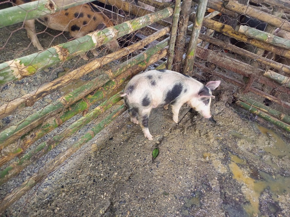 Hoy en La Manga, nuestro equipo técnico realizó la castración de dos cerdos 🐖💪 que pronto serán beneficiados. ¡Seguimos apoyando a nuestros productores para impulsar la producción porcina y fortalecer la agricultura urbana en la región! 🚜✨ #ProducciónPorcina