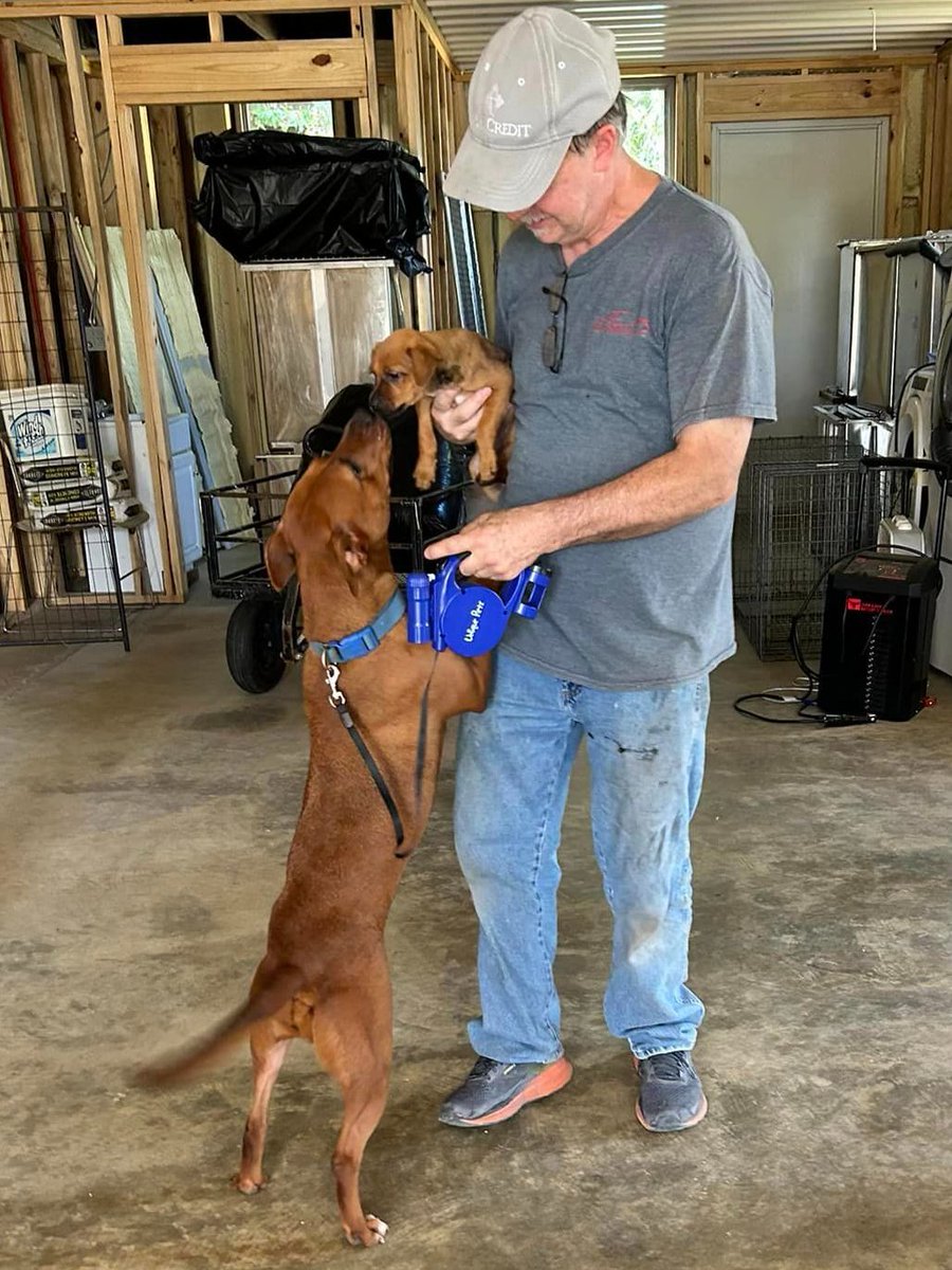 HOLLY &amp; HOOTIE got ADOPTED together!! 😍😍😍

From CCAPS - Animal Shelter, Magnolia, #AR:

🎉🐾🎉🐾 A happy happy day at the shelter! 
Our sweet Holly came into the shelter August of 2021 and got adopted with one of our newer arrivals- Hootie the puppy. 

This is our why! We are