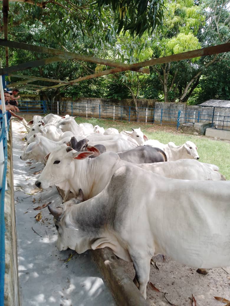 Hoy realizamos una visita técnica a un productor de ganadería bovina 🐄 en donde observamos la presencia de brote de garrapatas y mosquillas. Recomendamos aplicar baños con plantas repelentes 🌿 para un control fitosanitario natural y eficaz. 

#GanaderíaSostenible