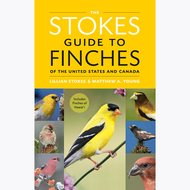<a href="/stokesbirding/">Lillian Stokes</a> &amp; Matthew A. Young’s new book is the first fully-complete guide to #finches of the US &amp; Canada. The engaging, beautifully designed guide is packed with information, stunning photography, &amp; the latest scientific discoveries. Get your copy wherever books are sold!📖