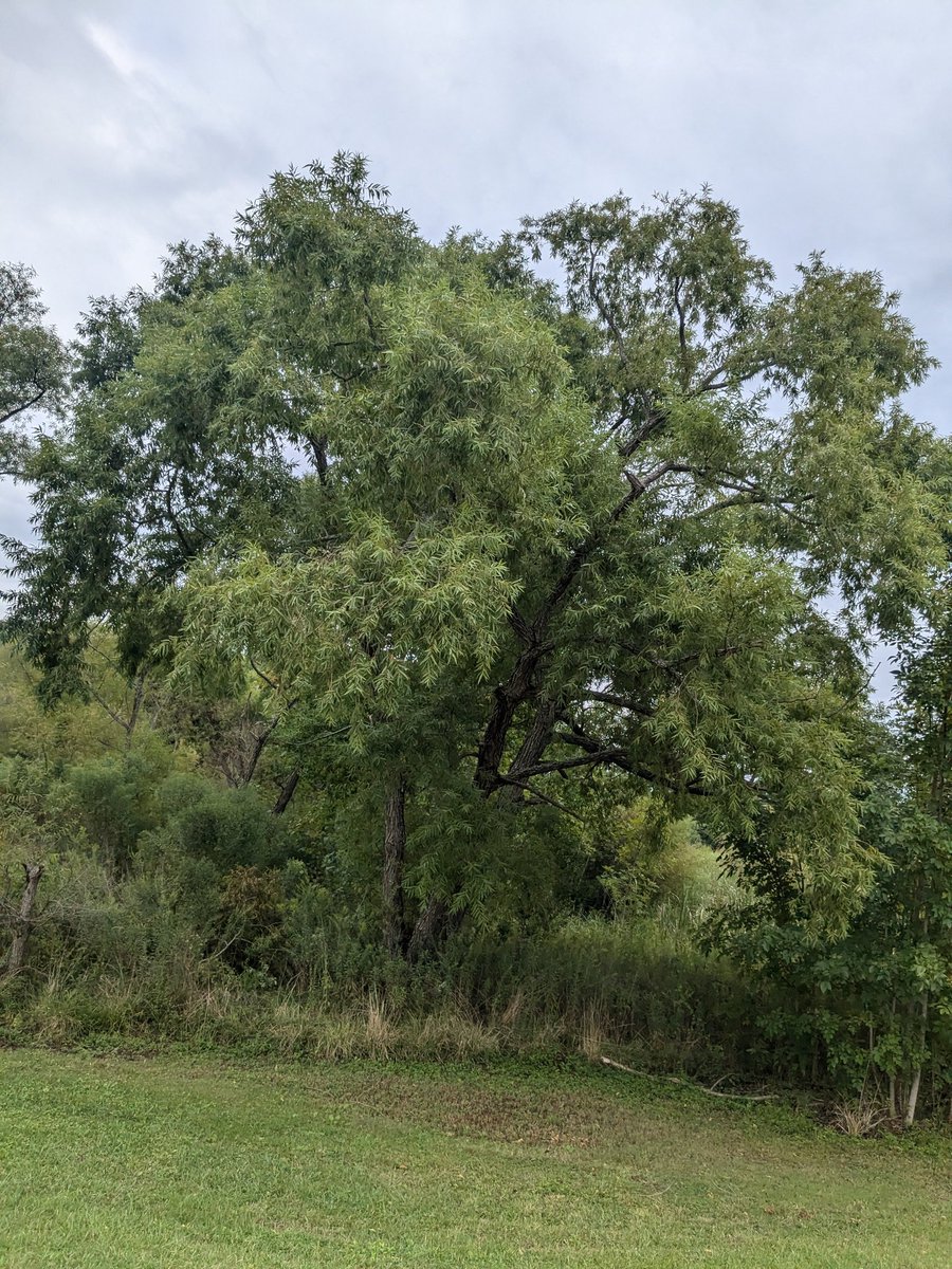 d_bead's tweet image. Walking reflection 🪞 on life, blessed to be in nature again, thanking God for having the faith of a mustard seed. People of good faith are leaving us too soon. I often feel at times it is due to their purpose being  fulfilled &amp;amp; God's cycle of life, Tito, Frankie, Earl #GoWithGod