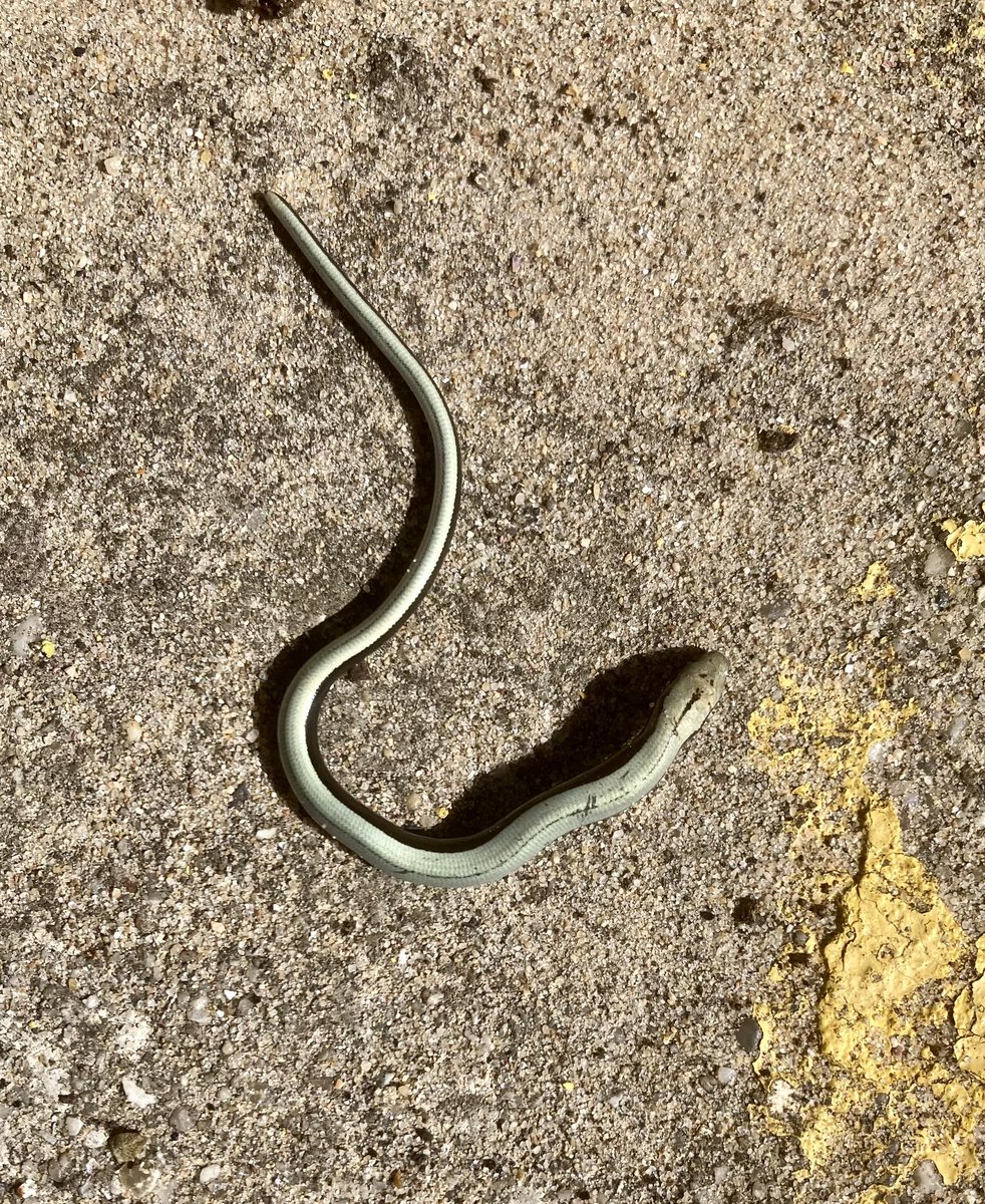 JulianWardlaw's tweet photo. Tiny baby slow worm on steps in Swanage today. About 15cm long. #slowworm @DorsetWildlife @SightingDOR https://t.co/XazTBPo9Is
