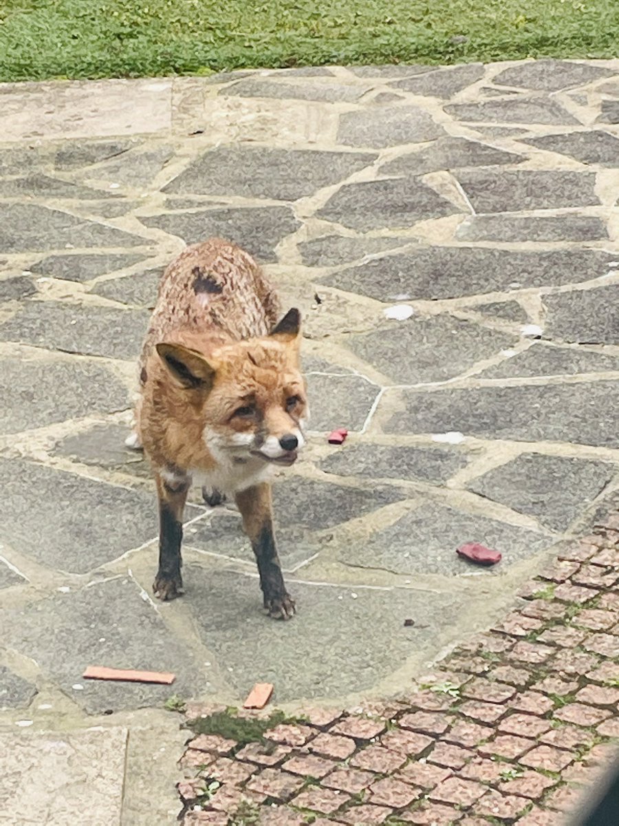 SafferTheGaffer's tweet photo. On National Fox Day let me tell you about Gavin. 13 yrs ago my life was a chaotic mess. He hobbled into my garden shot by a pellet. I had no knowledge or experience. I googled for help, called police &amp; papers &amp; I nursed him back to health. He lived out his days with me🦊❤️1/ https://t.co/sQDBAFhX7K